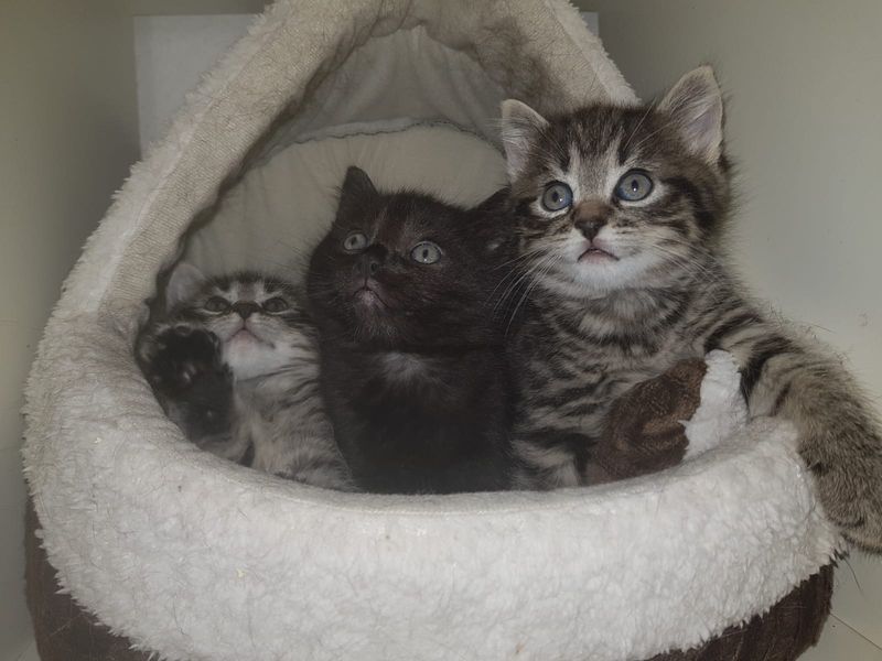 TinasBabys.jpg (800×600)