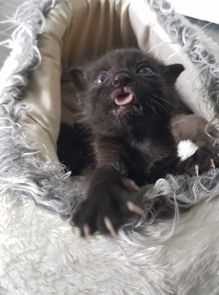 Urkunden.jpg (714×960)