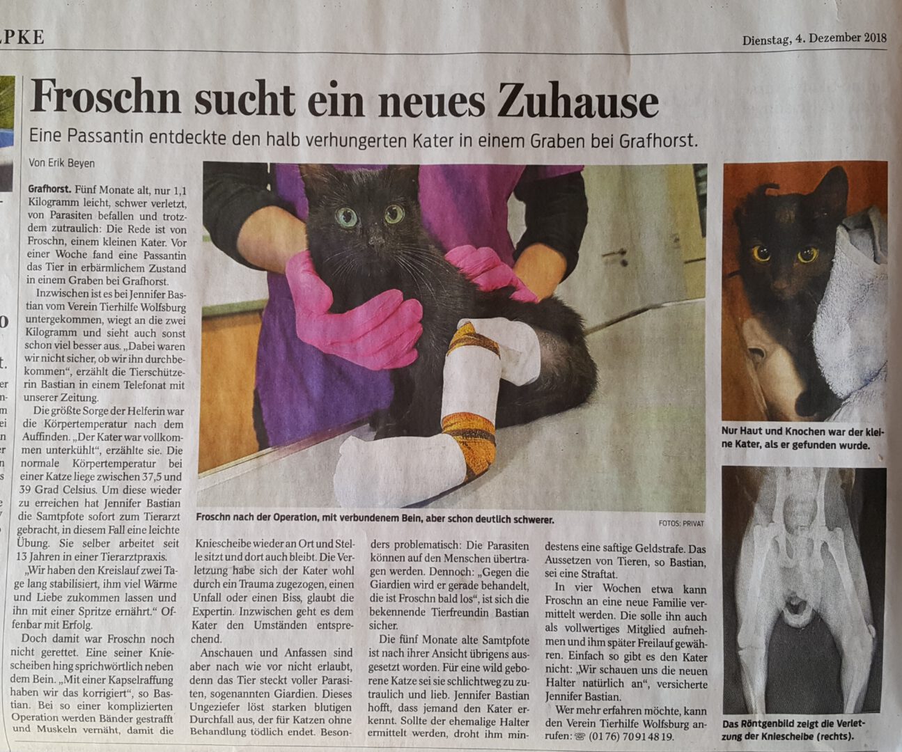 WNFroschn.jpg (2922×2437)