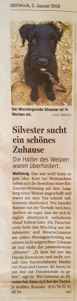 Silvester sucht ein schönes Zuhause