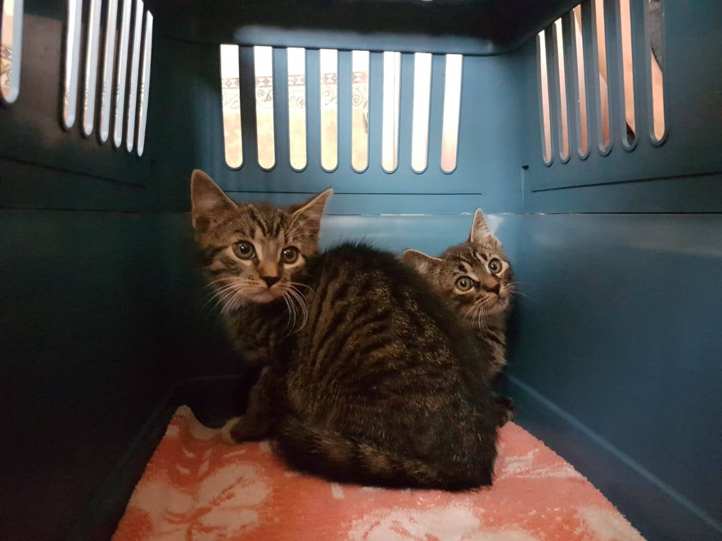 Wasistlos2.jpg (1600×1200)