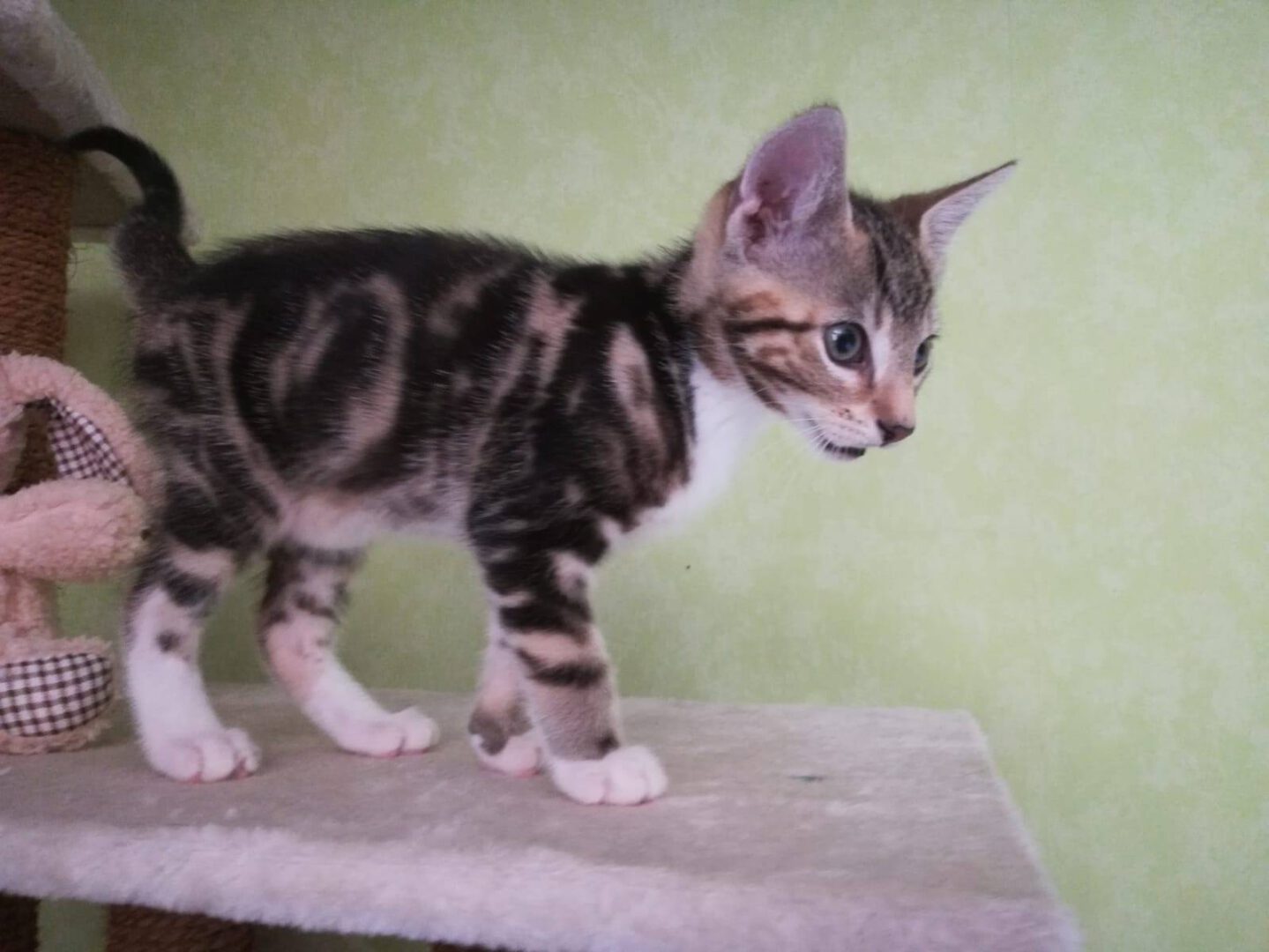 Wasistlos4.jpg (1599×1200)