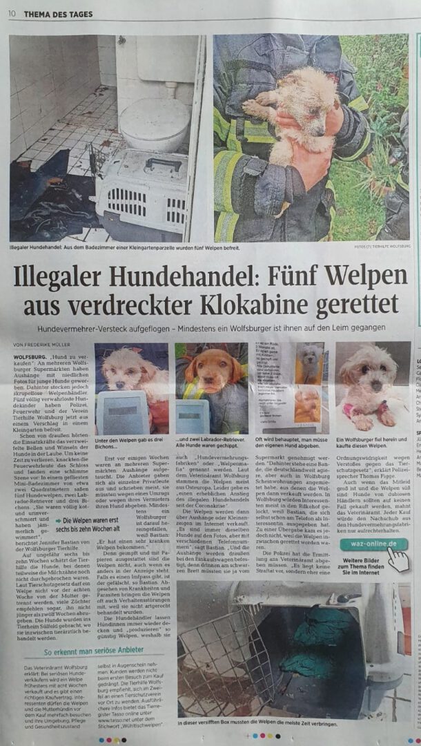 Welpe2.jpg (801×1418)