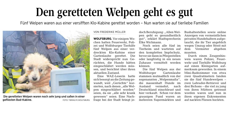 Welpe 3.jpg (911×444)