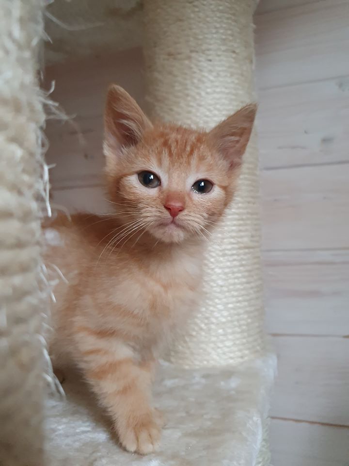 Wie die Löwen gekämpft.