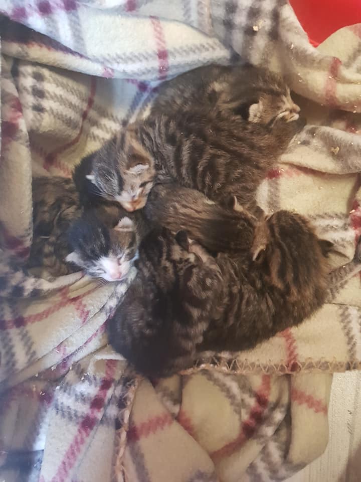 Wuselei1.jpg (720×960)