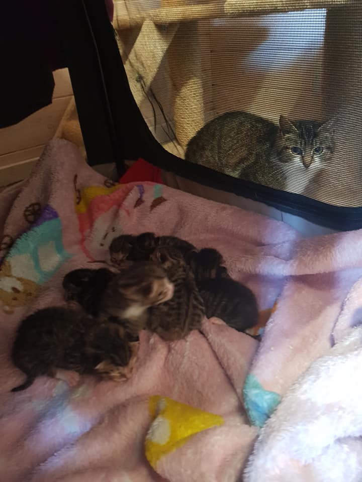 Wuselei2.jpg (720×960)