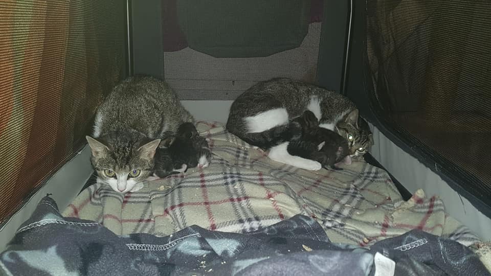 Wuselei3.jpg (960×540)