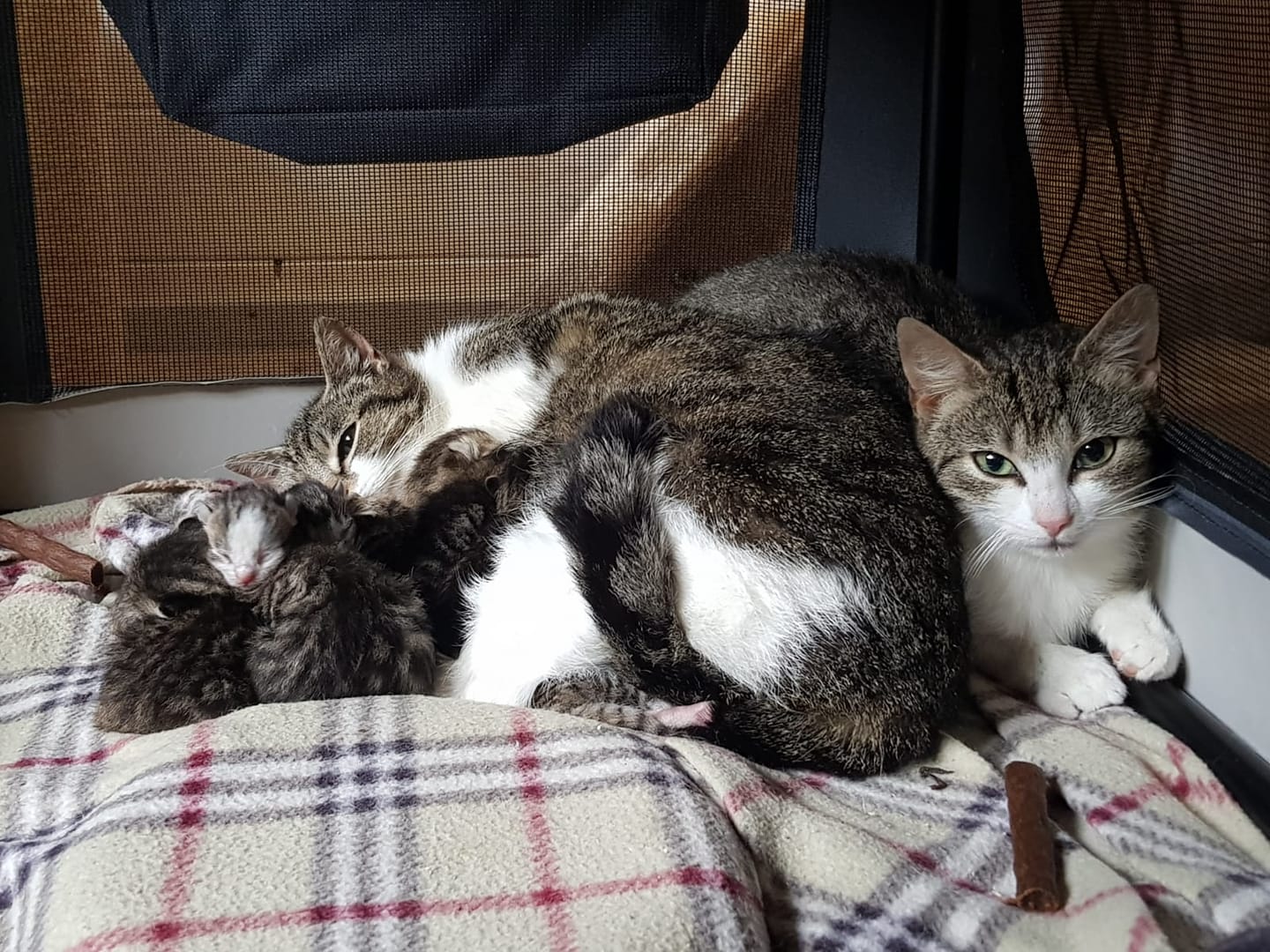 Wuselei7.jpg (1440×1080)