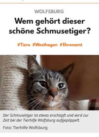 Wem gehört dieser Schmusetiger