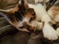 Wer vermisst seine Katze, weiblich, nicht gechipt. Fundort Wolfsburg – OT Reislingen.