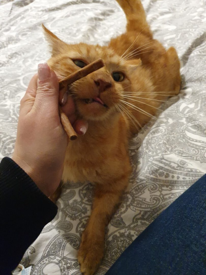 Trüffel macht Leckerlie Yoga