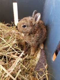 Unsere geretteten Wildkaninchenbabys entwickeln sich bestens: