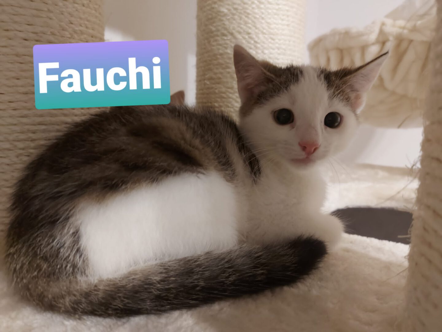 Fauchi.JPG (2048×1536)