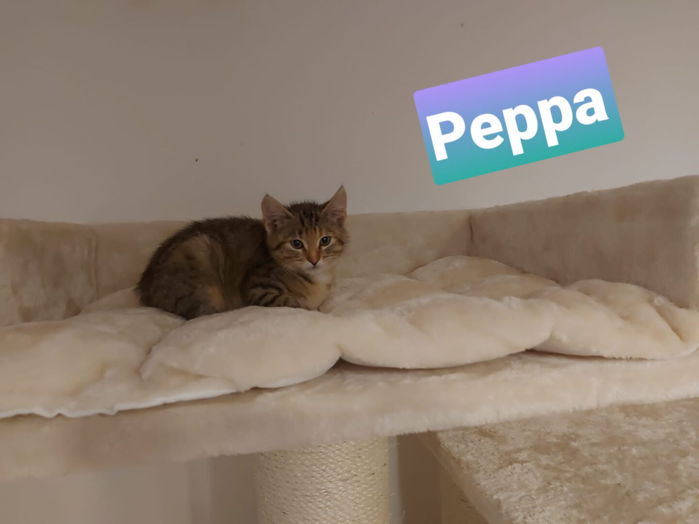 Peppa.JPG (2048×1536)