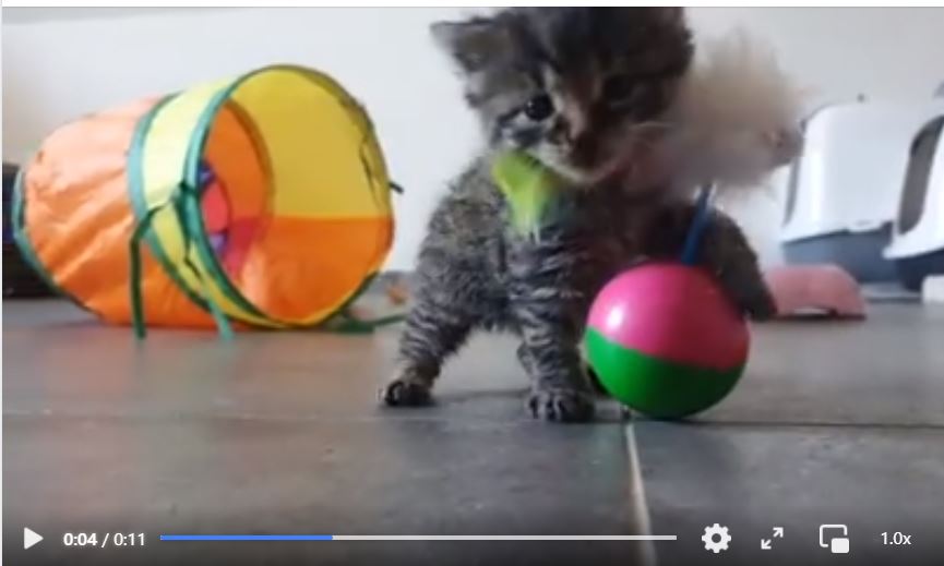 VideoBild.JPG (865×519)