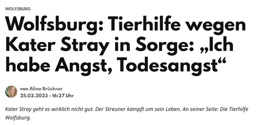 NEWS 38 über Stray