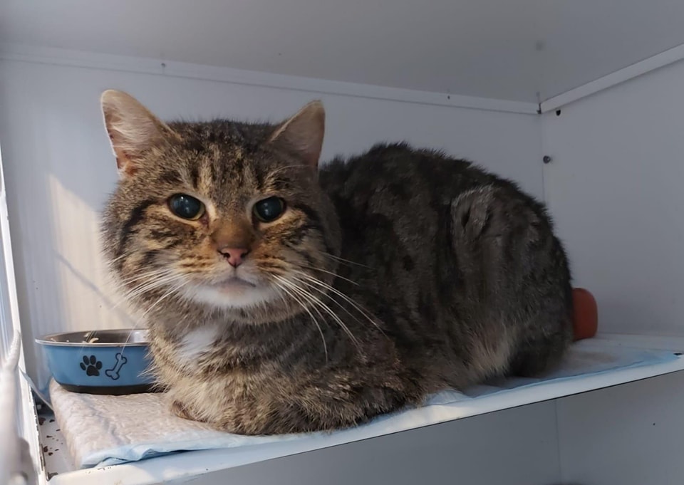 Fundkatze Grafhorst