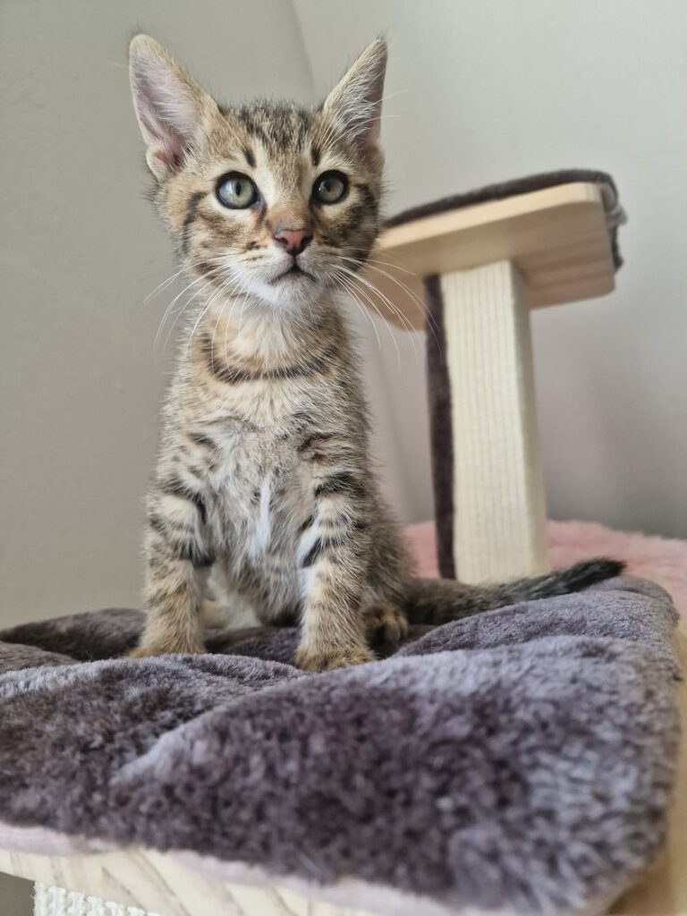 Fundkatze Fallersleben