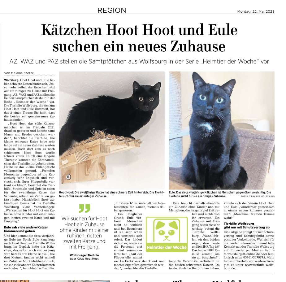 Eule und Hoot Hoot
