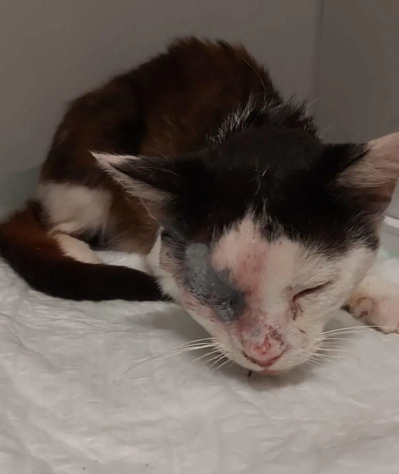Tierhasser schießt Katze Auge aus