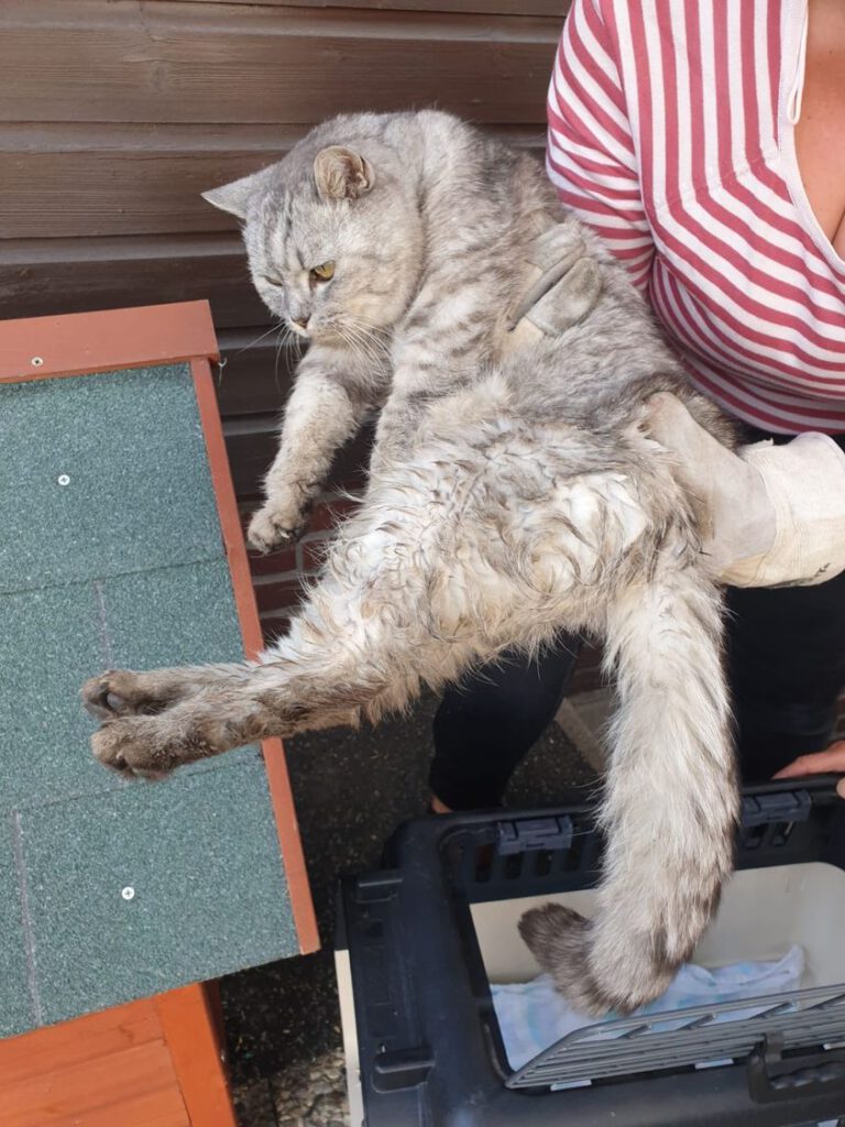 Verletzte Katze in Querenhorst