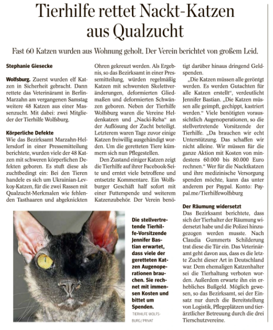 Tierhilfe rettet Nacktkatzen