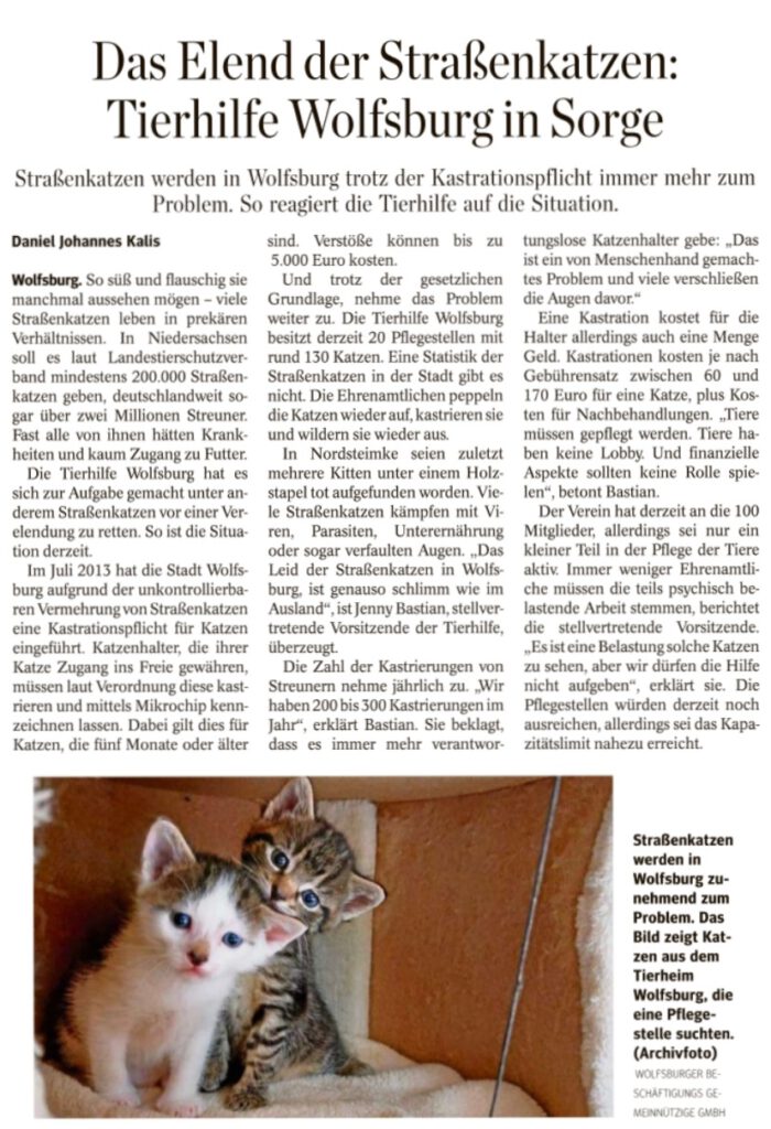 Das Elend der Straßenkatzen