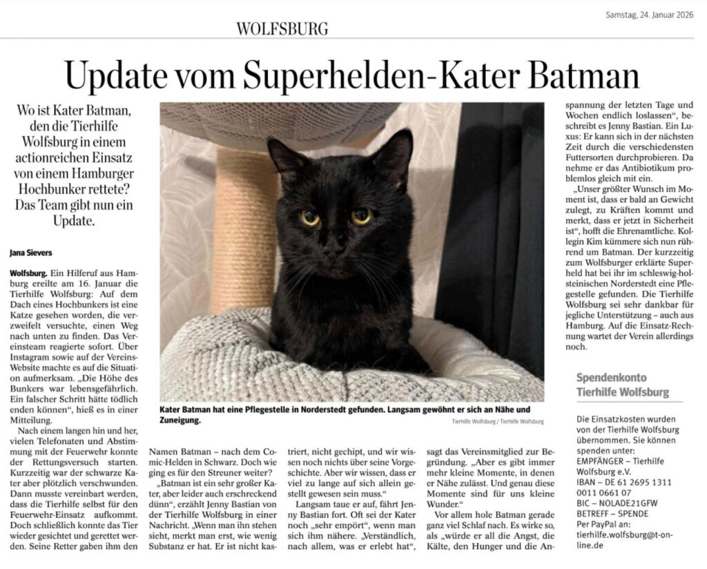 Superhelden Kater